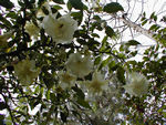 Double datura in Bryant Park