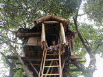 The treehouse