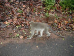 Monkey along the road