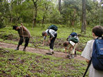 Removing leeches with our "leech sticks"