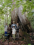 Big tree portrait