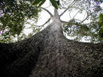 Portrait of a big tree