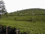 Pickers on the hill.  The top leaves of each plant are plucked by hand once every 14-15 days.  This gives the plantations a neat look that is odd but pleasing.