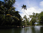 The favorite coconut palm.  The trip was quiet, peaceful, and fun.