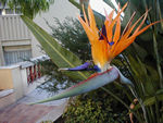 Bird of Paradise