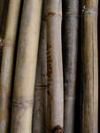 Bamboo