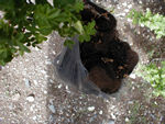 This is hair in a bag, hanging from a tree.  A pilgrim might make a tonsure vow and shave his head, depositing the hair here.