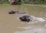 Cow bath