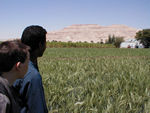 Wheat field and the abrupt end of the Nile valley.  The absence of any transition from wet, fertile ground to bone-dry, parched desert is stunning.  I really couldn't stop looking at it.