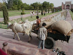 Even the Taj is not a cow pie free zone.