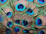 Peacock feathers in the bazaar just inside the gate.  The Chatta Chowk used to be the place that the royal household might come to buy upscale goods - gold, jewelry, silks.  Today, of course, it is full of stands catering to tourists.  