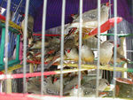 Rice birds in the market