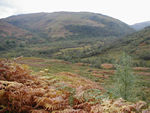 The bracken