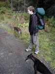 Tote and a whippet who hopes to be UK champion soon