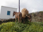 Donkeys