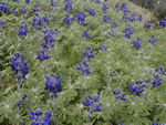 Lupine